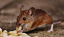 24 Hour & Emergency Exterminators in Shawnee, KS